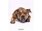 Adopt Dreamer a Pit Bull Terrier, Boxer
