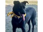 Adopt Pearl a Australian Shepherd, Mixed Breed