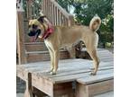 Adopt Ahsoka a German Shepherd Dog, Mixed Breed