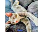 Adopt Daisy Kitten a Domestic Short Hair