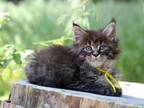Maine Coon EZ Toshka