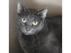 Adopt Bling Bling a Domestic Short Hair