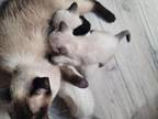 3 Kitties Available