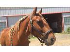 Sweet Chestnut Canadian Gelding