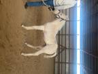 This 2024 cremello colt by LC PEARL FELLA born Jan 24 2024 is broke to lead bath