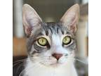 Adopt Percy a Domestic Short Hair