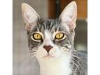 Adopt Pendragon a Domestic Short Hair