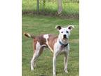 Adopt TEDDY - Sweet Young Guy! Loves People/Dogs a Hound, Terrier