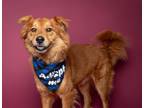 Adopt Kenny a Chow Chow, Golden Retriever
