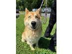Adopt Jackson a Husky, Akita
