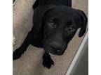 Adopt Sal a Black Labrador Retriever, Mixed Breed