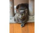 Adopt Trey a American Shorthair