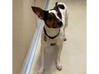 Adopt Blaze a Rat Terrier, Jack Russell Terrier