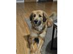 Adopt OLIVER a Great Pyrenees