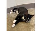 Adopt Turnip a Domestic Short Hair