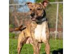 Adopt Dusk D44613 a Pit Bull Terrier
