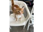 Adopt Peter a American Shorthair