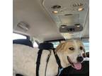 Adopt Rusty Garcia a Labrador Retriever
