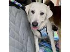 Adopt Loki Garcia a Labrador Retriever