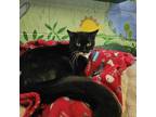 Adopt Jade a Domestic Short Hair