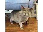 Adopt Chocolate Chip a Russian Blue, Domestic Short Hair