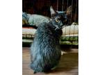 Adopt Roadrunner a Domestic Short Hair