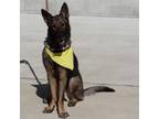 Adopt Hunter a German Shepherd Dog