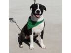 Adopt Snuffles a Pit Bull Terrier