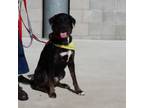 Adopt Roger a Black Labrador Retriever