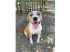 Adopt Bea a American Staffordshire Terrier