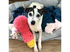 Adopt Sweetie a Mixed Breed