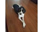 Tony Fka Thunder Buddy Hound (Unknown Type) Senior Male