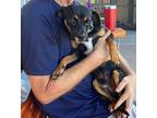 Shae Cuddle Kissy Boy Chihuahua Adult Male