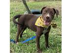 Finley Labrador Retriever Young Male