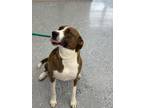 Adopt Bella a Pit Bull Terrier, Border Collie