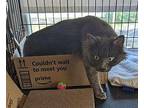 Pearl Domestic Longhair Young Female
