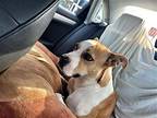 Z COURTESY LISTING: Roxy American Bulldog Young Female