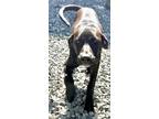 Adopt Anise a Doberman Pinscher