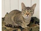 Emma Abyssinian Young Female