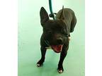 Gingham American Pit Bull Terrier Adult Male