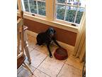 Winnie - adoption pending Labrador Retriever Young Female