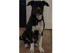 Adopt Marley a Labrador Retriever, Pit Bull Terrier