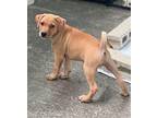 Pita Labrador Retriever Puppy Female