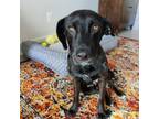 Adopt Brielle a Black Labrador Retriever, Dachshund
