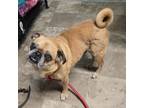 Adopt Bella a Pug