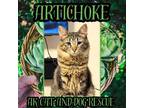 Adopt Artichoke a Domestic Long Hair