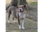 Adopt Hera a Mixed Breed