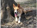 Adopt Luna a Mixed Breed, German Shepherd Dog