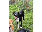 Adopt Nora a Black Labrador Retriever, Border Collie