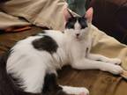 Adopt Eloise a Domestic Short Hair